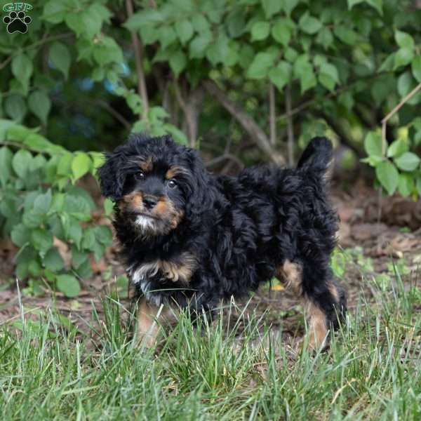 Gus, Bernedoodle-Munchkin Puppy